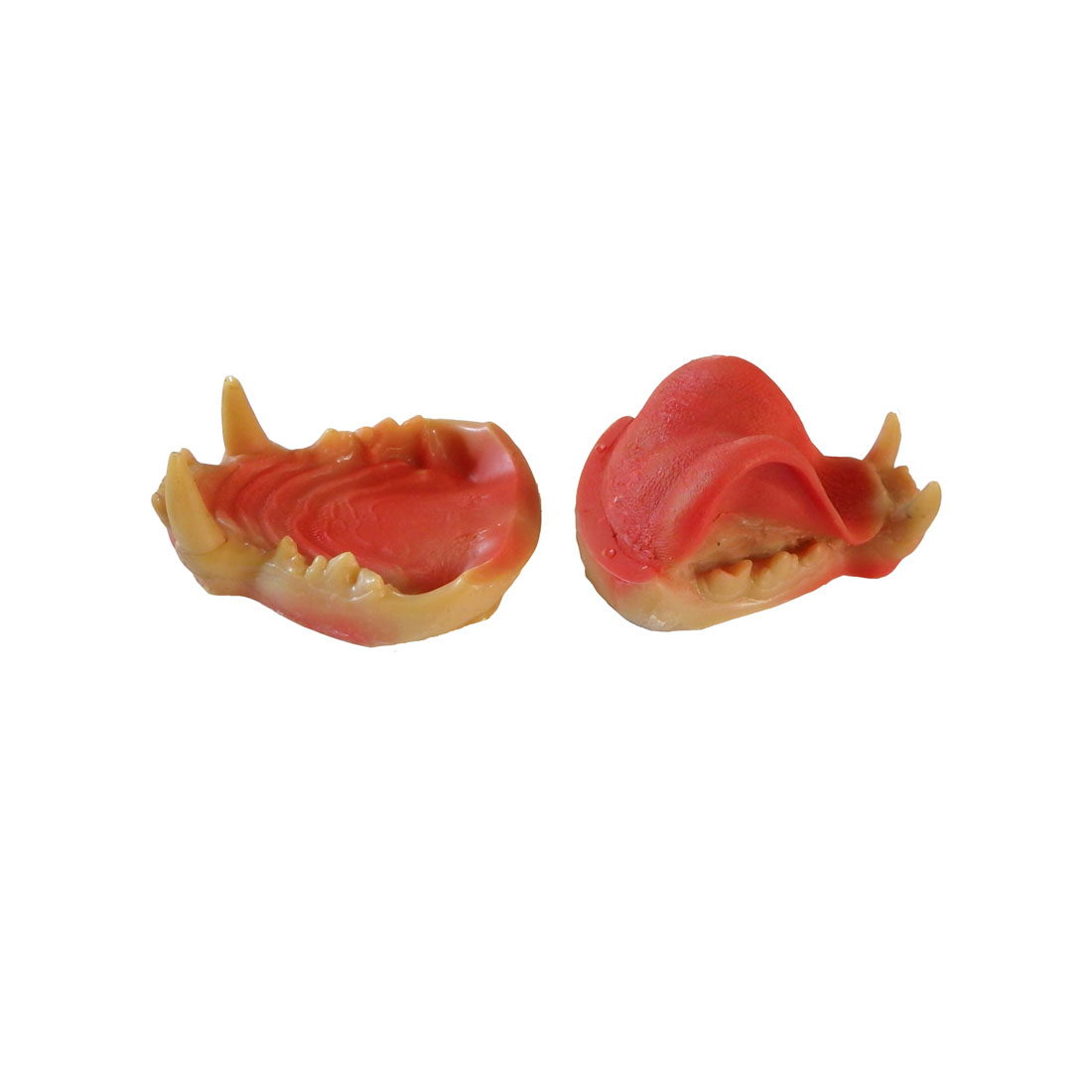 Leitold Mountain Lion Jaw Set (3D-0141)