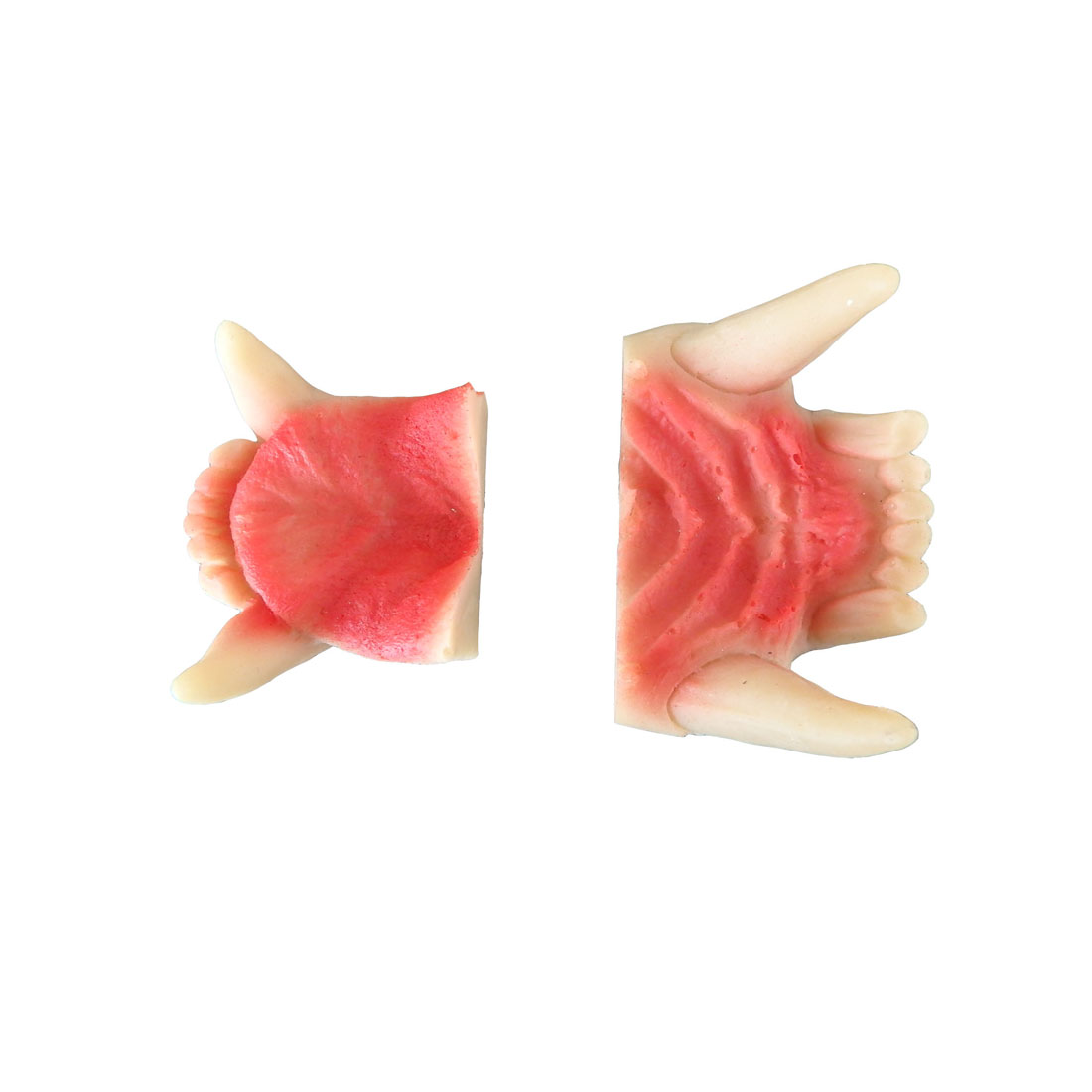 Leitold Grizzly Bear Jaw Set (3D-0032/33)